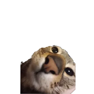 🐱 emoji лева Telegram sticker 6 of 15