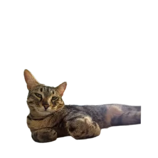 🐱 emoji лева Telegram sticker 11 of 15