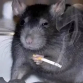 🚬 emoji "Жизнь рататуя" Telegram sticker 2 of 51