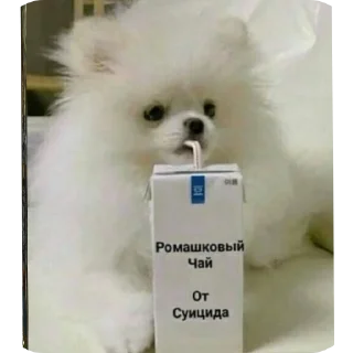 Sticker from @Vazhnyye_Peregovory