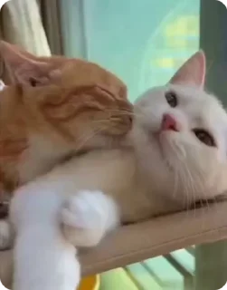 😻 emoji Больше стиков тут: @stikery4 Telegram sticker 11 of 12