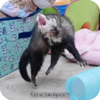🦦 emoji ferrets 0.1 ??¿?11 ;0 | @SkibidiCitrusMeow | by @offstikbot Telegram sticker 21 of 58