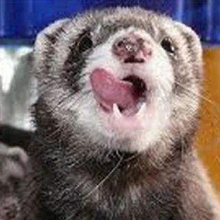 😛 emoji Cursed Ferrets Telegram sticker 5 of 45