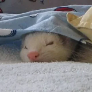 😴 emoji ferrets Telegram sticker 2 of 38