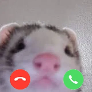 📞 emoji Cursed Ferrets Telegram sticker 8 of 45