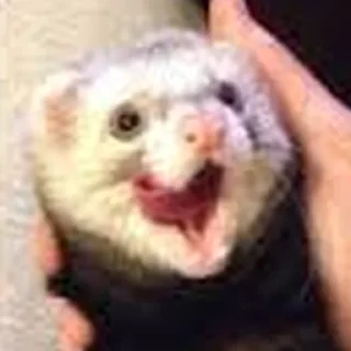 😋 emoji Cursed Ferrets Telegram sticker 11 of 45