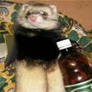 🍺 emoji Cursed Ferrets Telegram sticker 16 of 45
