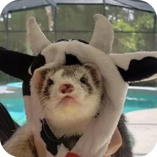 Sticker from ferrets 0.1 ??¿?11 ;0 | @SkibidiCitrusMeow | by @offstikbot