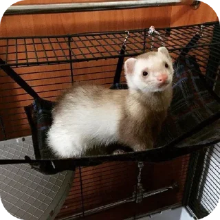 🦦 emoji ferrets 0.1 ??¿?11 ;0 | @SkibidiCitrusMeow | by @offstikbot Telegram sticker 9 of 58