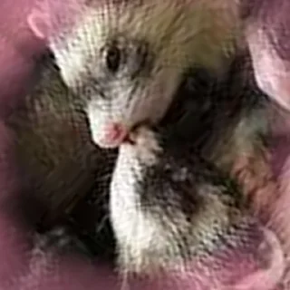 💏 emoji Cursed Ferrets Telegram sticker 23 of 45