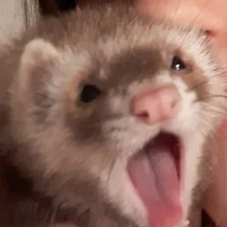 🤮 emoji ferrets Telegram sticker 16 of 38