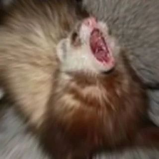😨 emoji Cursed Ferrets Telegram sticker 21 of 45