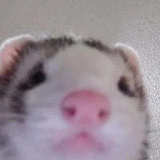 ❓ emoji ferrets Telegram sticker 9 of 38