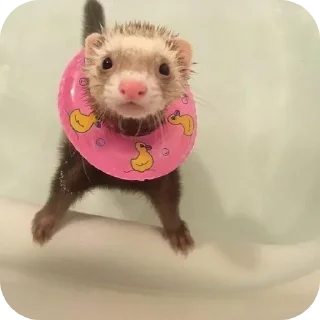 🦦 emoji ferrets 0.1 ??¿?11 ;0 | @SkibidiCitrusMeow | by @offstikbot Telegram sticker 13 of 58