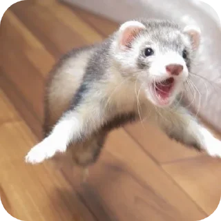 🦦 emoji ferrets 0.1 ??¿?11 ;0 | @SkibidiCitrusMeow | by @offstikbot Telegram sticker 11 of 58