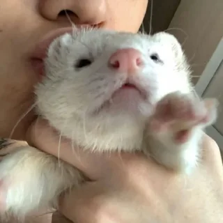 🫥 emoji ferrets Telegram sticker 11 of 38