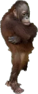 🤚 emoji @stikerk877 Telegram sticker 10 of 78