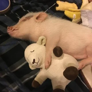🐷 emoji аа свинке Telegram sticker 5 of 30