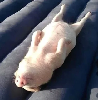 🐷 emoji аа свинке Telegram sticker 17 of 30