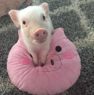 🐷 emoji аа свинке Telegram sticker 24 of 30