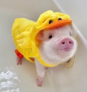 🐷 emoji аа свинке Telegram sticker 16 of 30