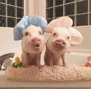 🐷 emoji аа свинке Telegram sticker 12 of 30