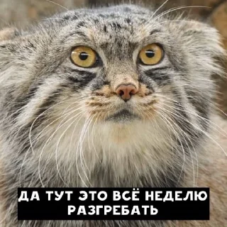 😓 emoji Manul Telegram sticker 5 of 29