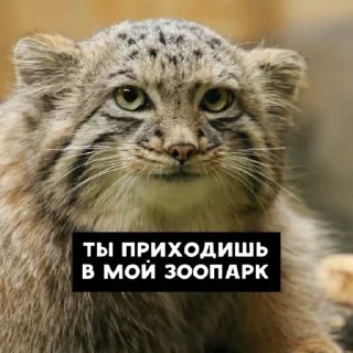 😑 emoji Manul Telegram sticker 1 of 29