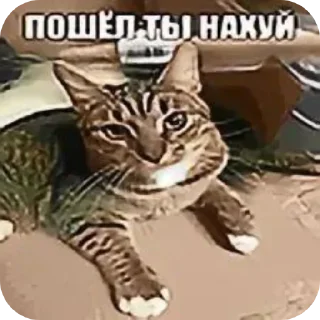 🐱 emoji dkdkdowdow скибиди поп поп ➡️ @Ctikerubot Telegram sticker 16 of 91