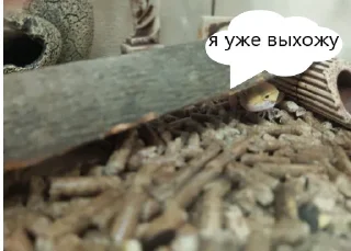 Sticker from эушка-бонни