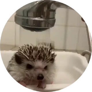 🌟 emoji Больше стиков тут: @stikery4 Telegram sticker 14 of 50