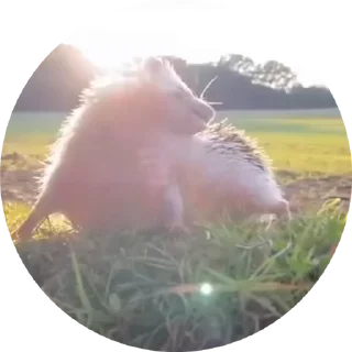 🌟 emoji Больше стиков тут: @stikery4 Telegram sticker 9 of 50