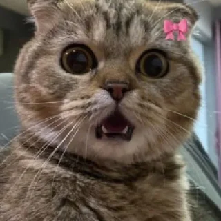 😒 emoji динажон by @StikerYaratishbot Telegram sticker 12 of 120