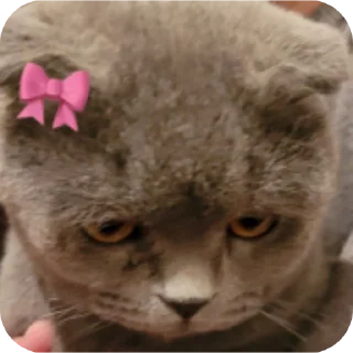 👍 emoji динажон by @StikerYaratishbot Telegram sticker 9 of 120