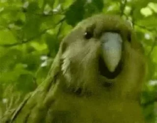 🎊 emoji видеопопуги Telegram sticker 13 of 50