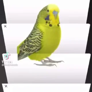 🍐 emoji видеопопуги Telegram sticker 21 of 50