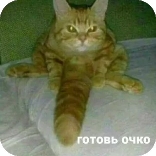 🐱 emoji Под золупой творог Telegram sticker 10 of 17