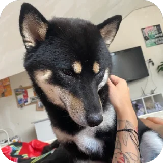 🫥 emoji Yuki Telegram sticker 13 of 47