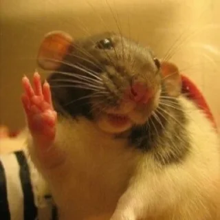 🖐 emoji rat$$$ Telegram sticker 5 of 32