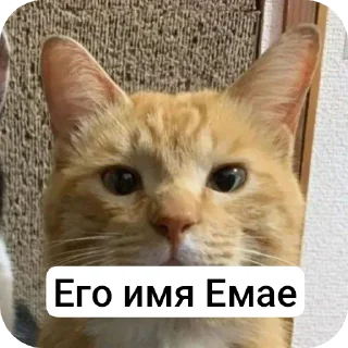 🐱 emoji Емайо стикер пак @Herlleycik и @Emae911 Telegram sticker 8 of 23