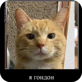 🐱 emoji Емайо стикер пак @Herlleycik и @Emae911 Telegram sticker 17 of 23