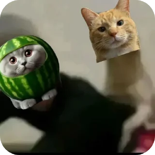 🐱 emoji Емайо стикер пак @Herlleycik и @Emae911 Telegram sticker 22 of 23