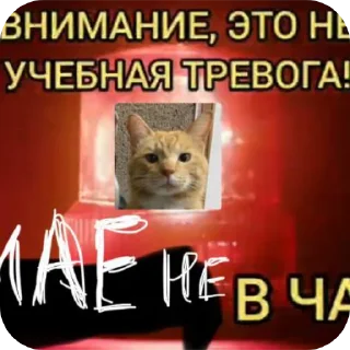 🐱 emoji Емайо стикер пак @Herlleycik и @Emae911 Telegram sticker 18 of 23