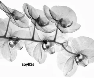 Sticker from чб soulless @soyll3s @soyll3s @TgEmodziBot