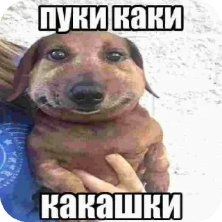 🐶 emoji Пьер даун Telegram sticker 23 of 48