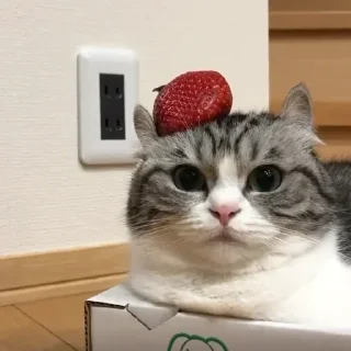 🍓 emoji НЕТФОЛЛ ЮЗЕРЫ ГОВНОЕДЫ Telegram sticker 2 of 96