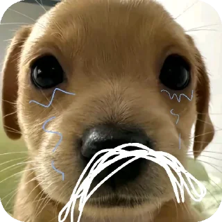 Sticker from puppy