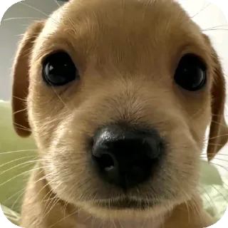 Sticker from puppy