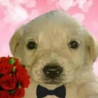 💐 emoji Puppy Telegram sticker 20 of 34