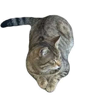 😒 emoji Cats by https://t.me/Um_Bilal_111  fStikBot Telegram sticker 7 of 11